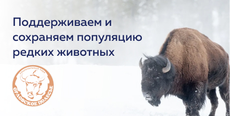 Сохранение популяции зубров в Национальном заповеднике